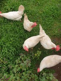 Galline ovaiole livornesi bianche di 1 anno
