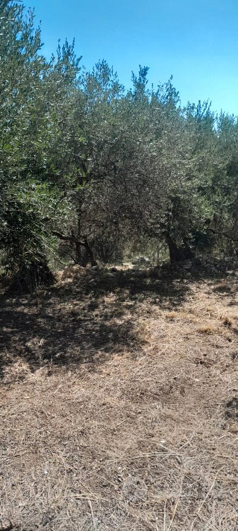 Terreno uliveto - Altro