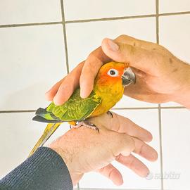 Pappagalli conuro del sole allevato a mano