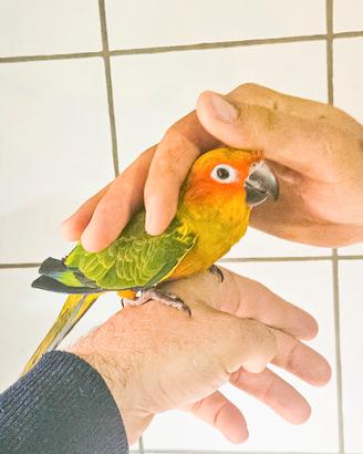 Pappagalli conuro del sole allevato a mano