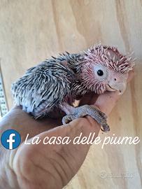 Cacatua Roseicapilla