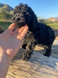 Barboncino vari colori