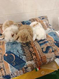 Conigli nani ariete mini lop