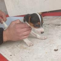 Jack Russell terrier