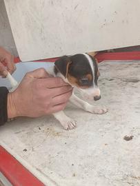 Jack Russell terrier