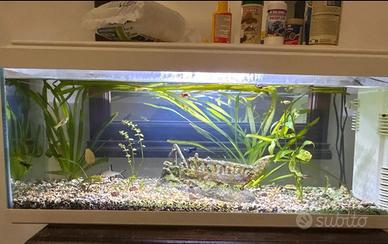 Acquario 100L