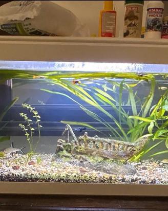 Acquario 100L