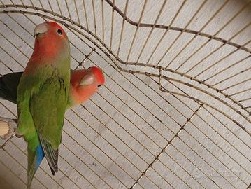 Coppia inseparabili piccoli