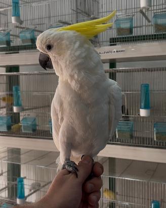 Cacatua galerita elonora