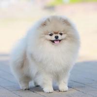 MONTA Volpino pomerania Crema TOY Spitz