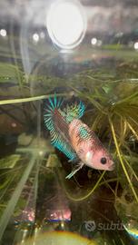 Combattente betta splendens
