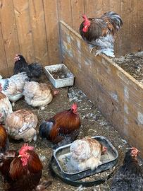 Galline