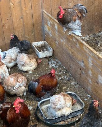 Galline