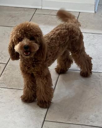 Cucciolo di barboncino