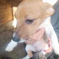 Jack russel maschi e femmine di 60 giorni