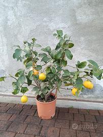 pianta di limone 