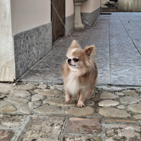 Chihuahua cuccioli