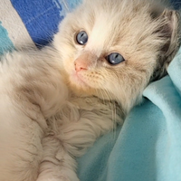 Ragdoll cuccioli