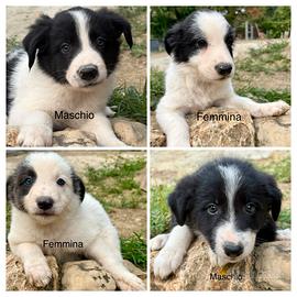 Cani cuccioli Border Collie