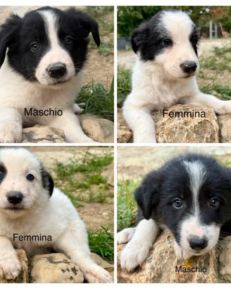 Cani cuccioli Border Collie