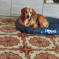 È un cane molto tranquillo, ha 7 anni, molto dolce