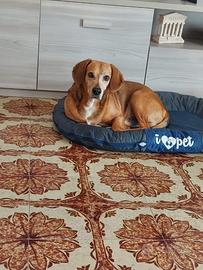 È un cane molto tranquillo, ha 7 anni, molto dolce