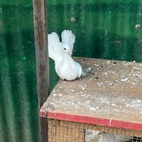 Colombo bianco femmina