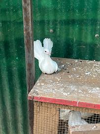 Colombo bianco femmina