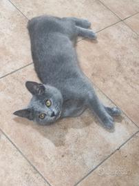Certosino gattini