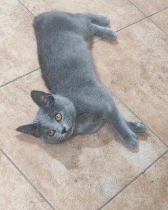 Certosino gattini