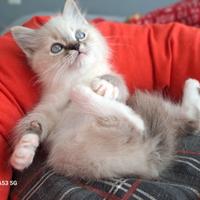 Cucciolo di Ragdoll WhiteAngels Stanley