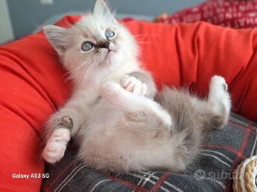 Cucciolo di Ragdoll WhiteAngels Stanley