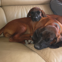 Segugio Bavarese da Montagna - BGS