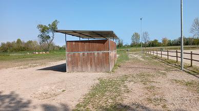 Capannina cavalli