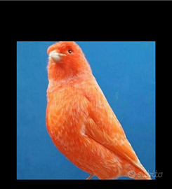 Allevamento Professionale