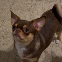 Stupendo cucciolone Chihuahua