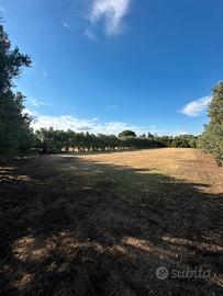 Terreno Agricolo