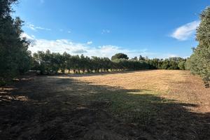 Terreno Agricolo