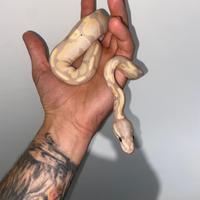 Serpente - Pitone reale banana het pied