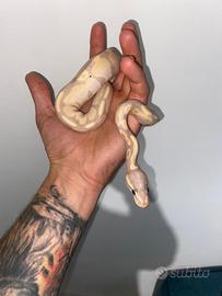 Serpente - Pitone reale banana het pied