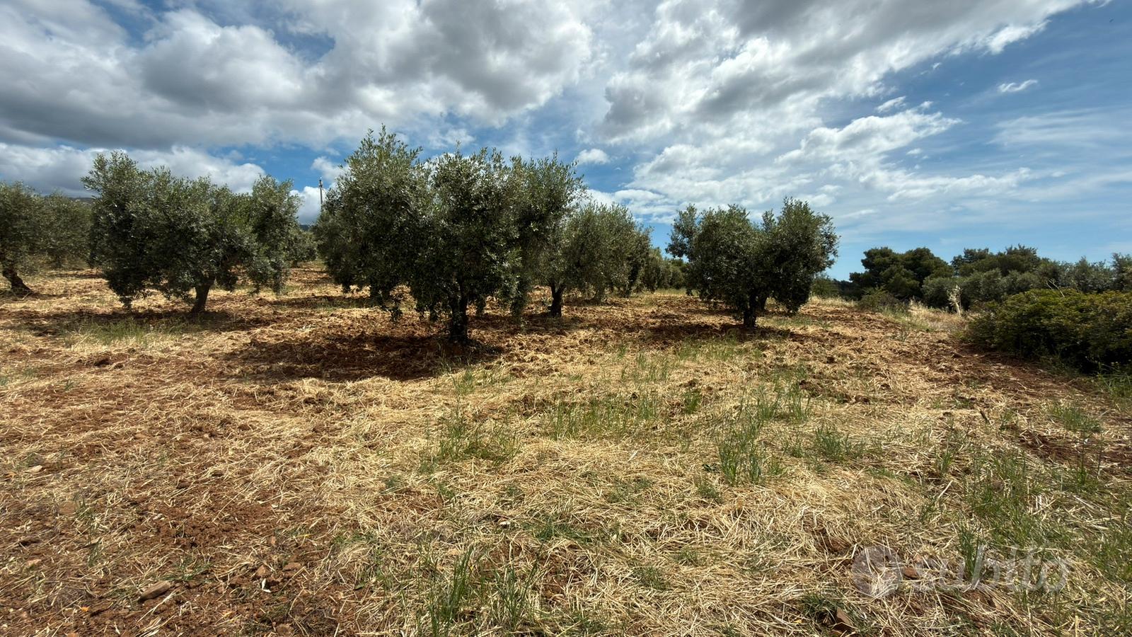 Terreno agricolo uliveto mq 4400circa - Vista 3