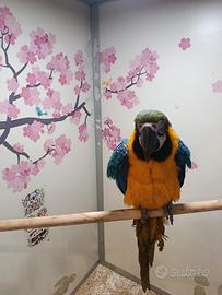 Cucciolo di pappagallo ara arauna