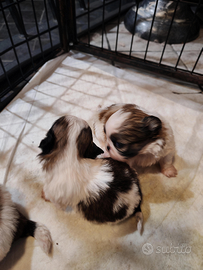 Cuccioli shih tzu