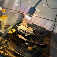 Acquario pesci e tartaruga