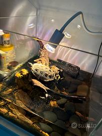 Acquario pesci e tartaruga