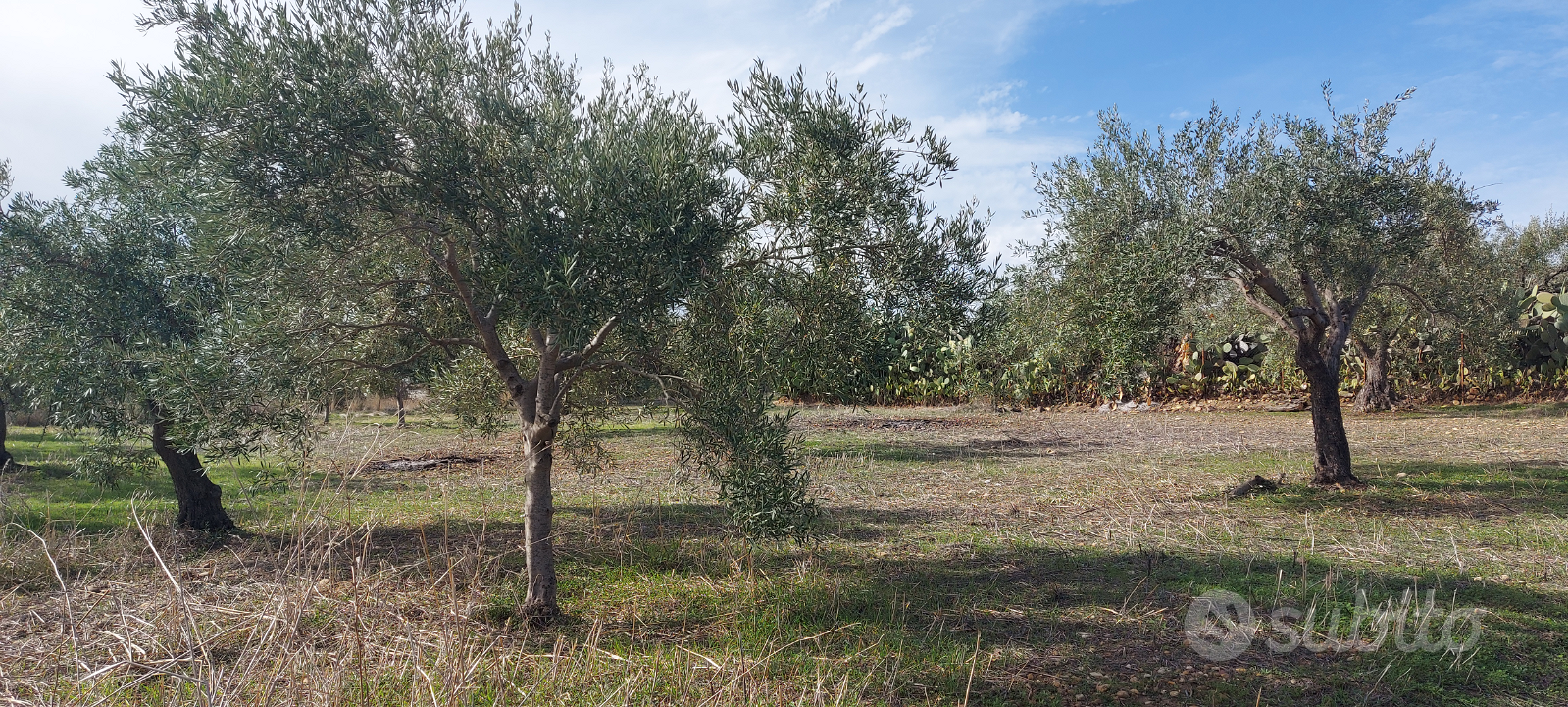 Motta Sant'anastasia terreno agricolo con 80 albe - Vista 2