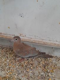 Tortora del senegal