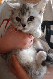 Cuccioli Scottish fold