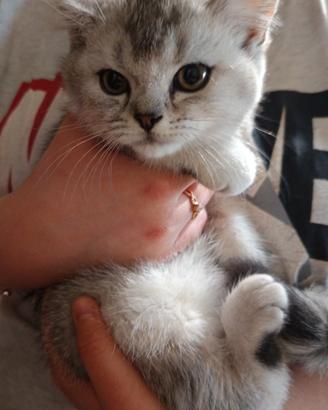 Cuccioli Scottish fold/straight