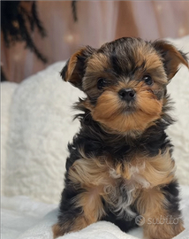 Yorkshire cuccioli taglia piccolissima